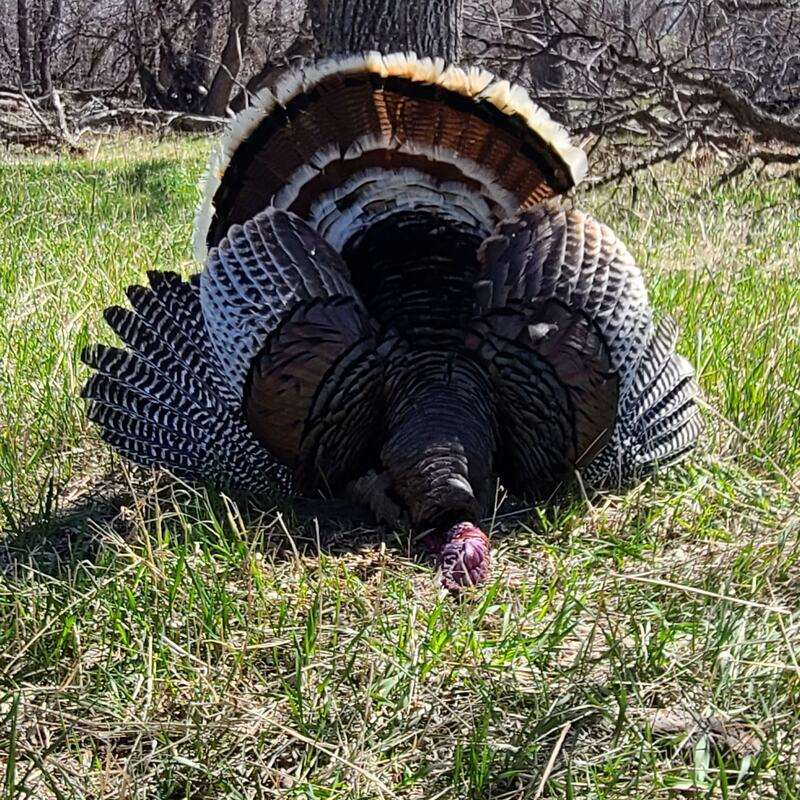 Turkey Hunts